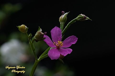 Javanese Ginseng/fameflower,Talinum paniculatum (Talinaceae)  Geotagged,Indonesia,Jewels-of-Opar,Summer,Talinum paniculatum