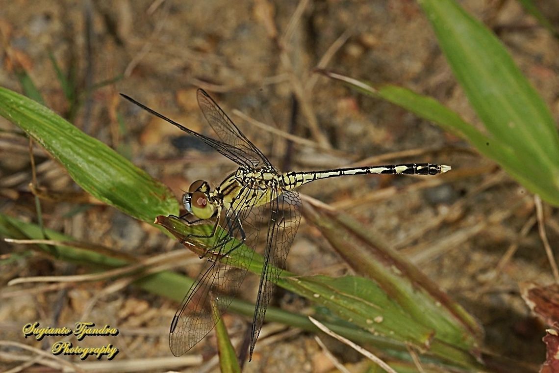 Blue Percher Dragonfly, Diplacodes trivialis - female  Diplacodes trivialis,Geotagged,Indonesia,Summer
