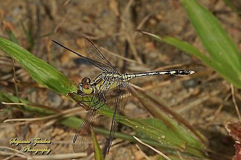 Blue Percher Dragonfly, Diplacodes trivialis - female  Diplacodes trivialis,Geotagged,Indonesia,Summer