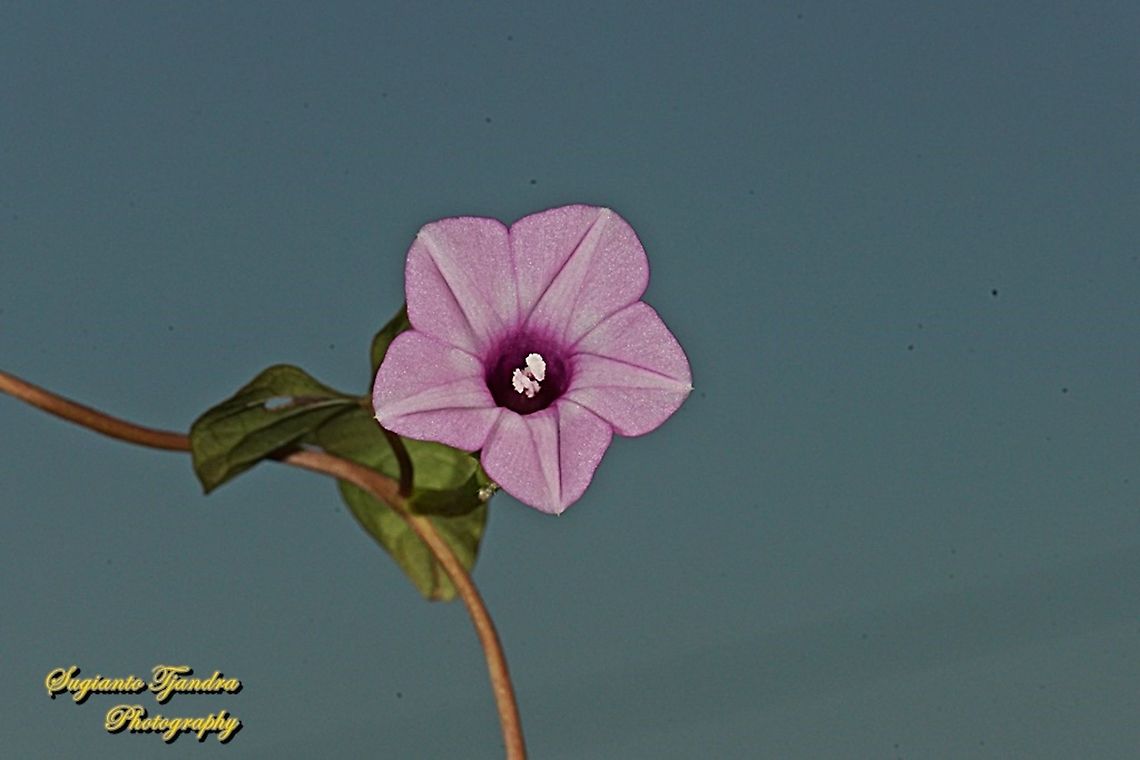 Littlebell/Three-lobe morning glory (Ipomoea triloba)  Aiea morning glory,Geotagged,Indonesia,Ipomoea triloba,Summer