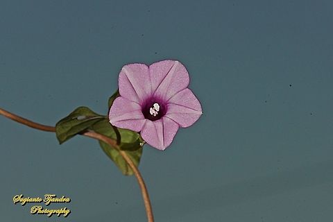 Littlebell/Three-lobe morning glory (Ipomoea triloba)  Aiea morning glory,Geotagged,Indonesia,Ipomoea triloba,Summer