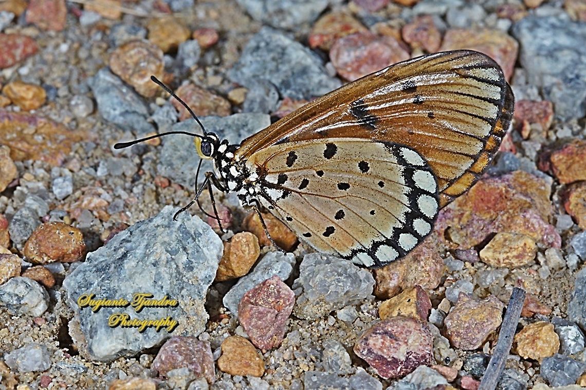 Tawny Coster Butterfly, Acraea terpsicore Linnaeus Female - lowerside  Acraea terpsicore,Geotagged,Indonesia,Summer,Tawny coster