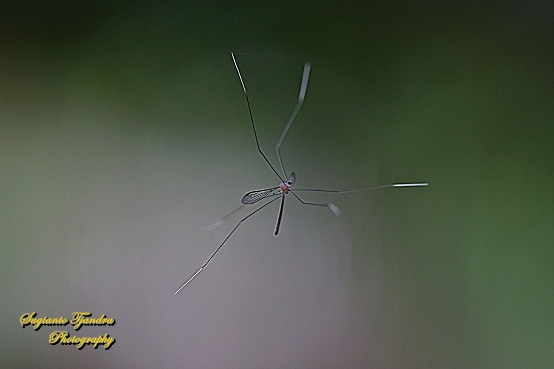 Cranefly  Geotagged,Indonesia,Summer