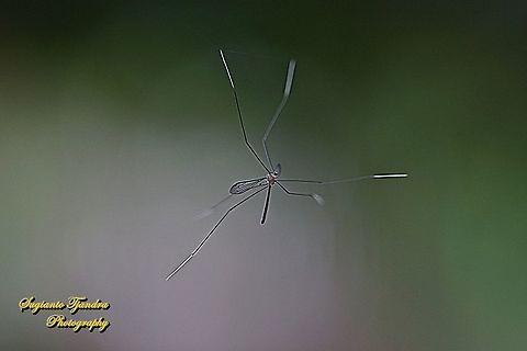 Cranefly  Geotagged,Indonesia,Summer