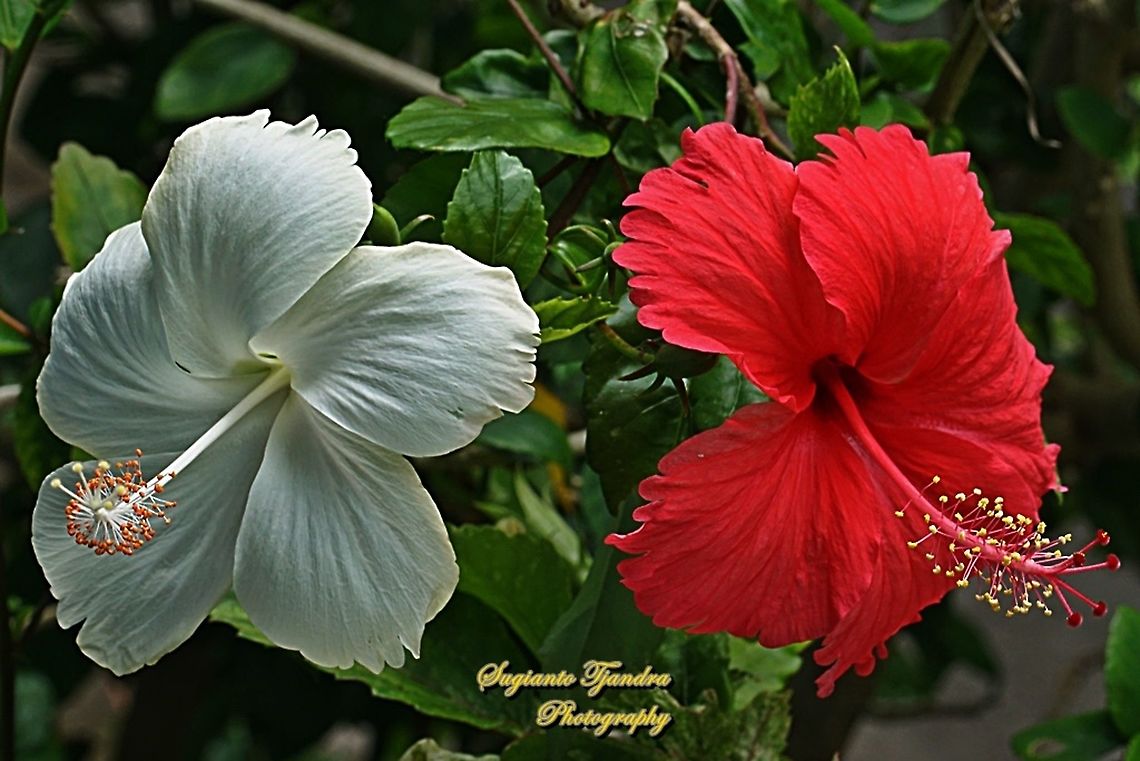 Red & White Hibiscus flowers  Geotagged,Indonesia,Summer