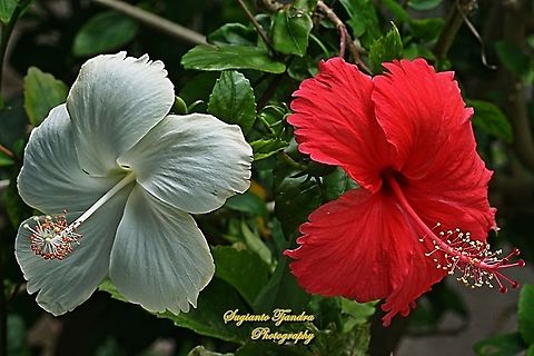 Red & White Hibiscus flowers  Geotagged,Indonesia,Summer
