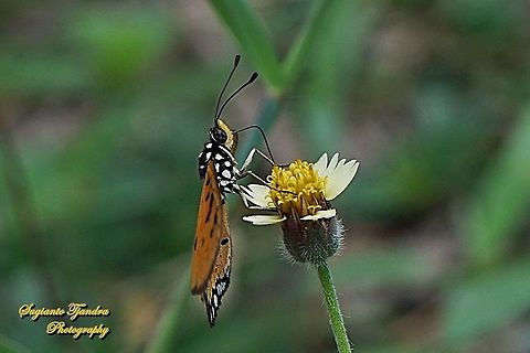 Tawny Coster Butterfly, Acraea terpsicore Linnaeus "sucking nectar on the coatbuttons flower, Tridax procumbens"  Acraea terpsicore,Fall,Geotagged,Indonesia,Tawny coster
