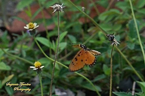 Tawny Coster Butterfly, Acraea terpsicore Linnaeus "flying"  Acraea terpsicore,Fall,Geotagged,Indonesia,Tawny coster