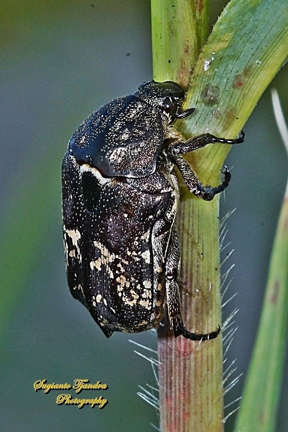Oriental flower/scarab beetle, Protaetia orientalis  Geotagged,Indonesia,Summer