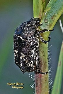 Oriental flower/scarab beetle, Protaetia orientalis  Geotagged,Indonesia,Summer