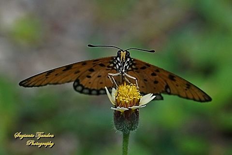 Tawny Coster Butterfly, Acraea terpsicore Linnaeus "sucking nectar on the coatbuttons flower, Tridax procumbens"  Acraea terpsicore,Fall,Geotagged,Indonesia,Tawny coster