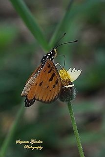 Tawny Coster Butterfly, Acraea terpsicore Linnaeus "sucking nectar on the coatbuttons flower, Tridax procumbens"  Acraea terpsicore,Fall,Geotagged,Indonesia,Tawny coster