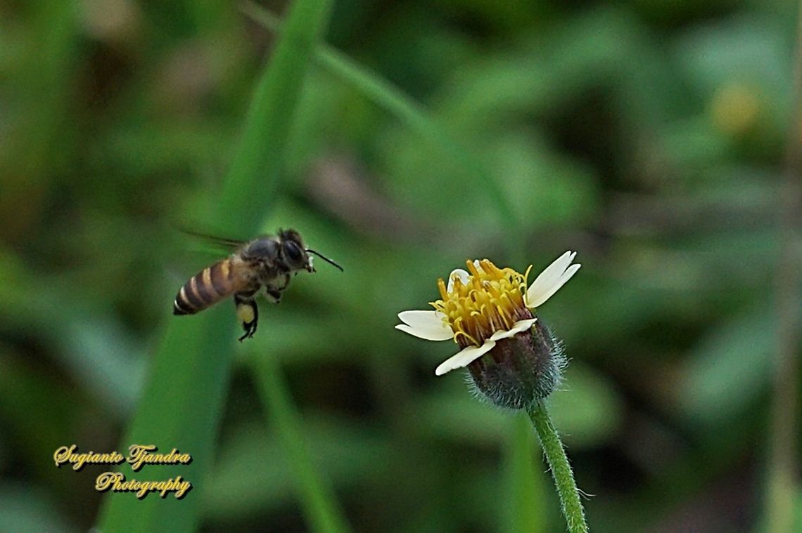 Honey Bee "looking for nectar on the coatbuttons flower, Tridax procumbens"  Fall,Geotagged,Indonesia,Tridax procumbens