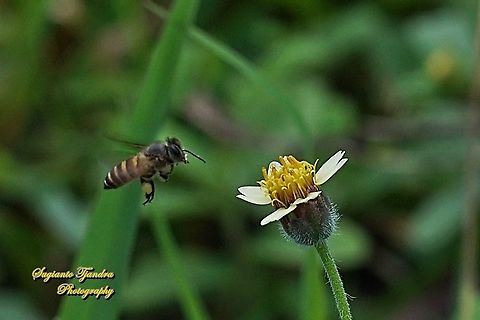 Honey Bee "looking for nectar on the coatbuttons flower, Tridax procumbens"  Fall,Geotagged,Indonesia,Tridax procumbens