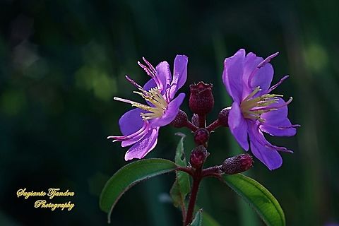 Princess Flower, Tibouchina urvilleana (Melastomataceae Sp)  Fall,Geotagged,Indonesia,Tibouchina urvilleana
