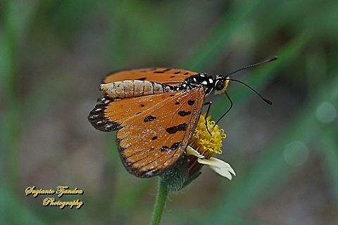 Tawny Coster Butterfly, Acraea terpsicore Linnaeus "sucking nectar on the coatbuttons flower, Tridax procumbens"  Acraea terpsicore,Fall,Geotagged,Indonesia,Tawny coster