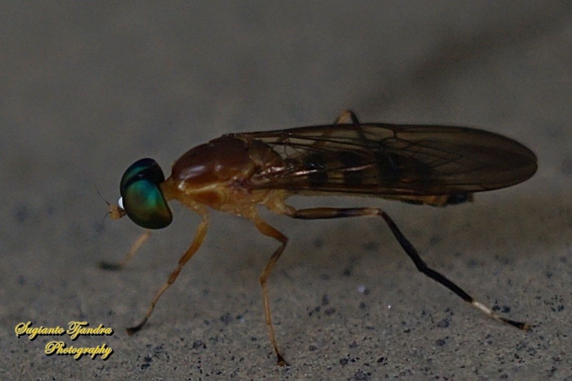Yellow Soldier fly, Ptecticus elongatus (Stratiomyidae)  Fall,Geotagged,Indonesia,Ptecticus elongatus