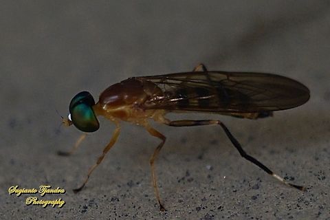 Yellow Soldier fly, Ptecticus elongatus (Stratiomyidae)  Fall,Geotagged,Indonesia,Ptecticus elongatus