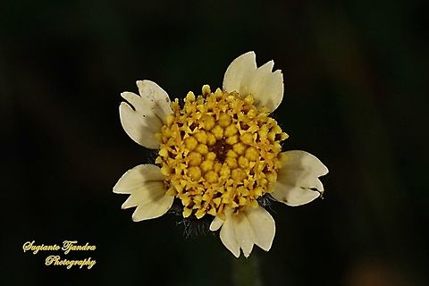 Coatbuttons flower, Tridax procumbens  Geotagged,Indonesia,Summer,Tridax procumbens