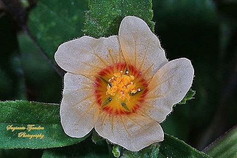 Flower of Weeds  Geotagged,Indonesia,Summer