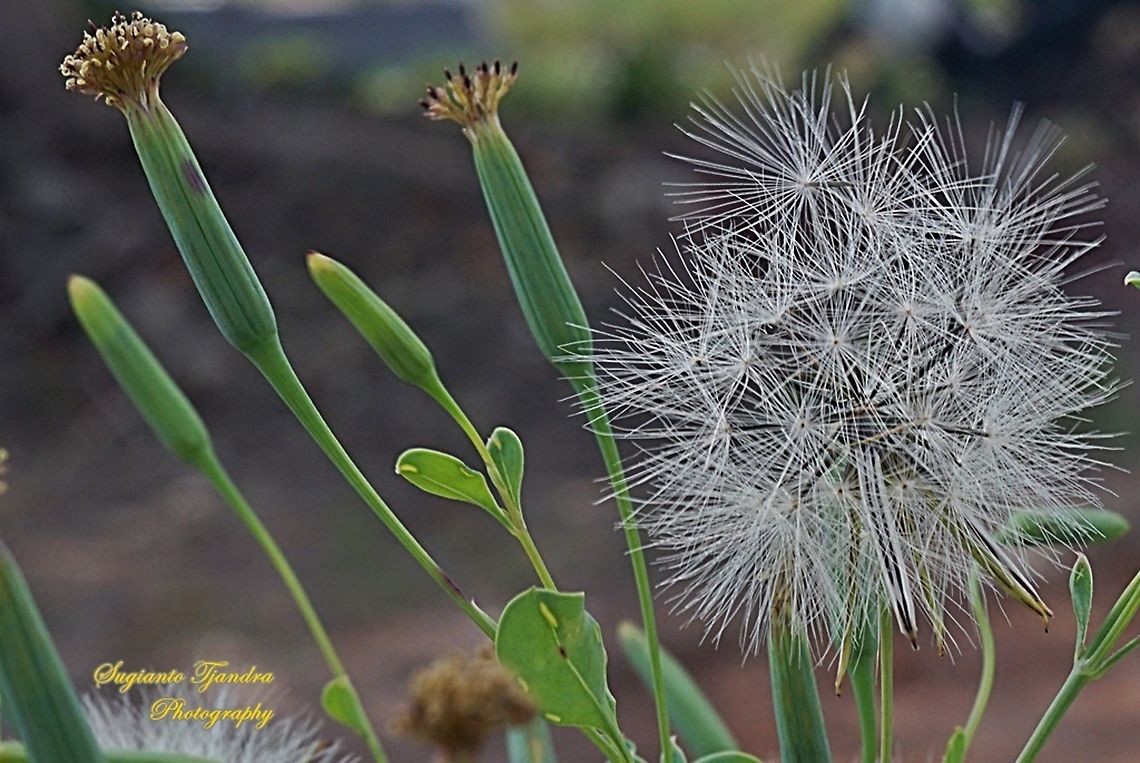 Dandelion flower (family Asteraceae)  Fall,Geotagged,Indonesia