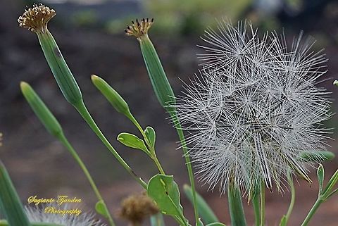 Dandelion flower (family Asteraceae)  Fall,Geotagged,Indonesia