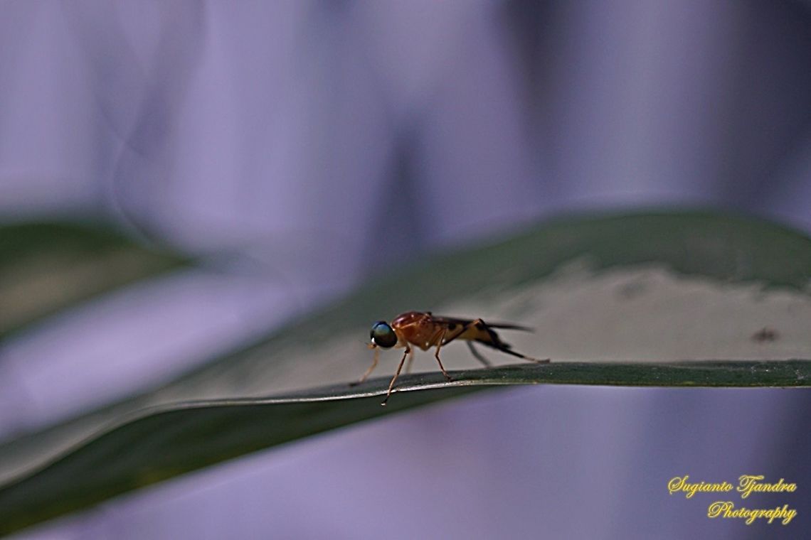 Yellow Soldier fly, Ptecticus elongatus (Stratiomyidae)  Fall,Geotagged,Indonesia,Ptecticus elongatus