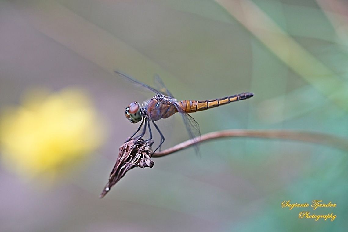 Blue Lucida Dragonfly, Aethriamanta gracilis - female  Aethriamanta gracilis,Fall,Geotagged,Indonesia