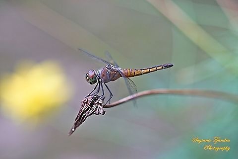 Blue Lucida Dragonfly, Aethriamanta gracilis - female  Aethriamanta gracilis,Fall,Geotagged,Indonesia