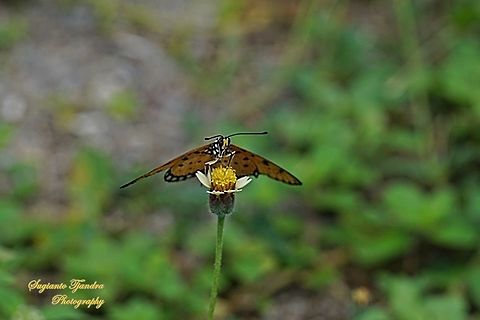 Tawny Coster Butterfly, Acraea terpsicore Linnaeus "sucking nectar on the coatbuttons flower, Tridax procumbens"  Acraea terpsicore,Fall,Geotagged,Indonesia,Tawny coster