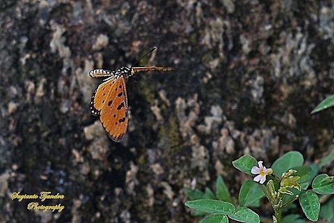 Tawny Coster Butterfly, Acraea terpsicore Linnaeus "flying"  Acraea terpsicore,Fall,Geotagged,Indonesia,Tawny coster