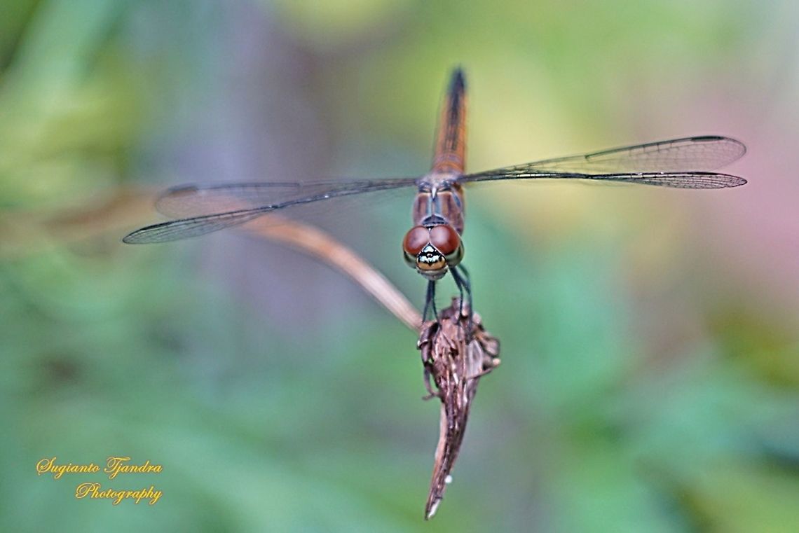 Blue Lucida Dragonfly, Aethriamanta gracilis - female  Aethriamanta gracilis,Fall,Geotagged,Indonesia