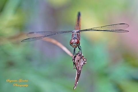 Blue Lucida Dragonfly, Aethriamanta gracilis - female  Aethriamanta gracilis,Fall,Geotagged,Indonesia