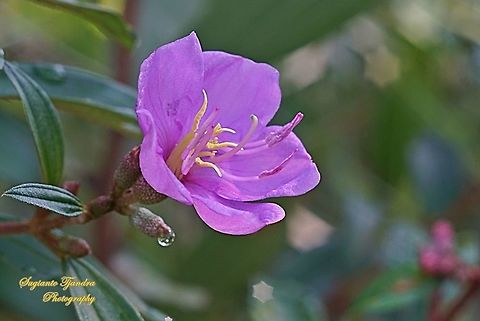 Princess Flower, Tibouchina urvilleana (Melastomataceae Sp)  Fall,Geotagged,Indonesia,Tibouchina urvilleana