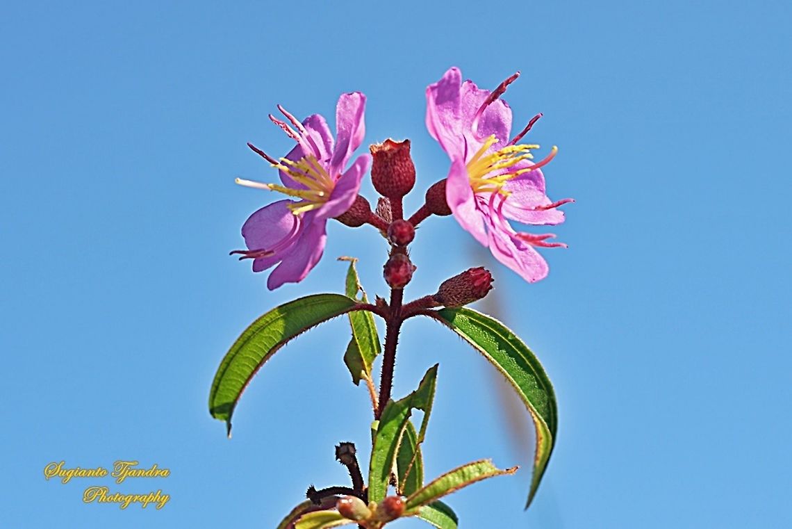 Princess Flower, Tibouchina urvilleana (Melastomataceae Sp)  Fall,Geotagged,Indonesia,Tibouchina urvilleana