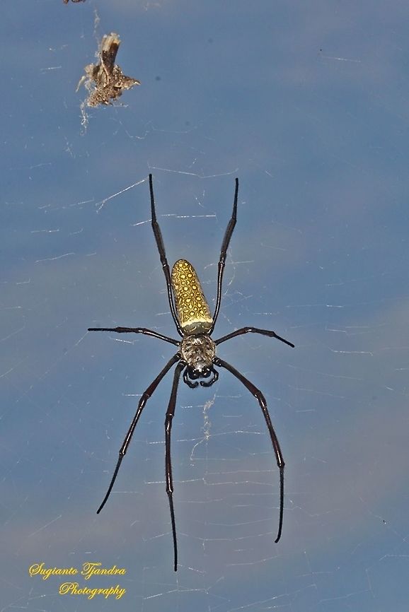Nephila clavipes, The Golden Silk Orb Weaver - Trichonephila clavipes  Geotagged,Indonesia,Summer,Trichonephila clavipes