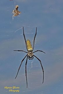 Nephila clavipes, The Golden Silk Orb Weaver - Trichonephila clavipes  Geotagged,Indonesia,Summer,Trichonephila clavipes