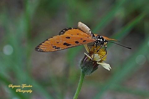 Tawny Coster Butterfly, Acraea terpsicore Linnaeus "sucking nectar on the coatbuttons flower, Tridax procumbens"  Acraea terpsicore,Fall,Geotagged,Indonesia,Tawny coster