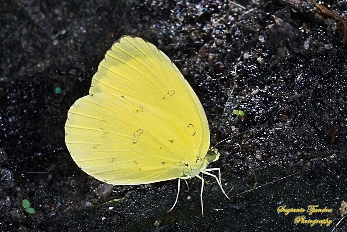 Common grass yellow, Eurema hecabe  Common Grass Yellow,Eurema hecabe,Geotagged,Indonesia,Summer