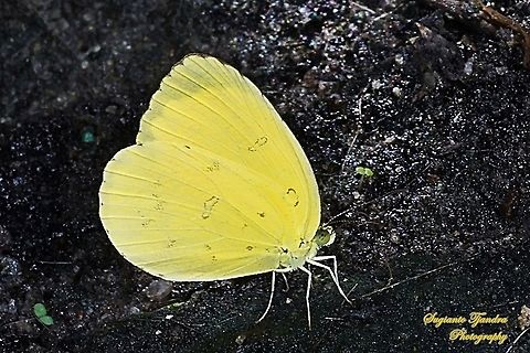 Common grass yellow, Eurema hecabe  Common Grass Yellow,Eurema hecabe,Geotagged,Indonesia,Summer