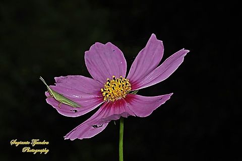 Pink Garden Cosmos, Cosmos bipinnatus  Cosmos bipinnatus,Garden Cosmos,Geotagged,Indonesia,Summer