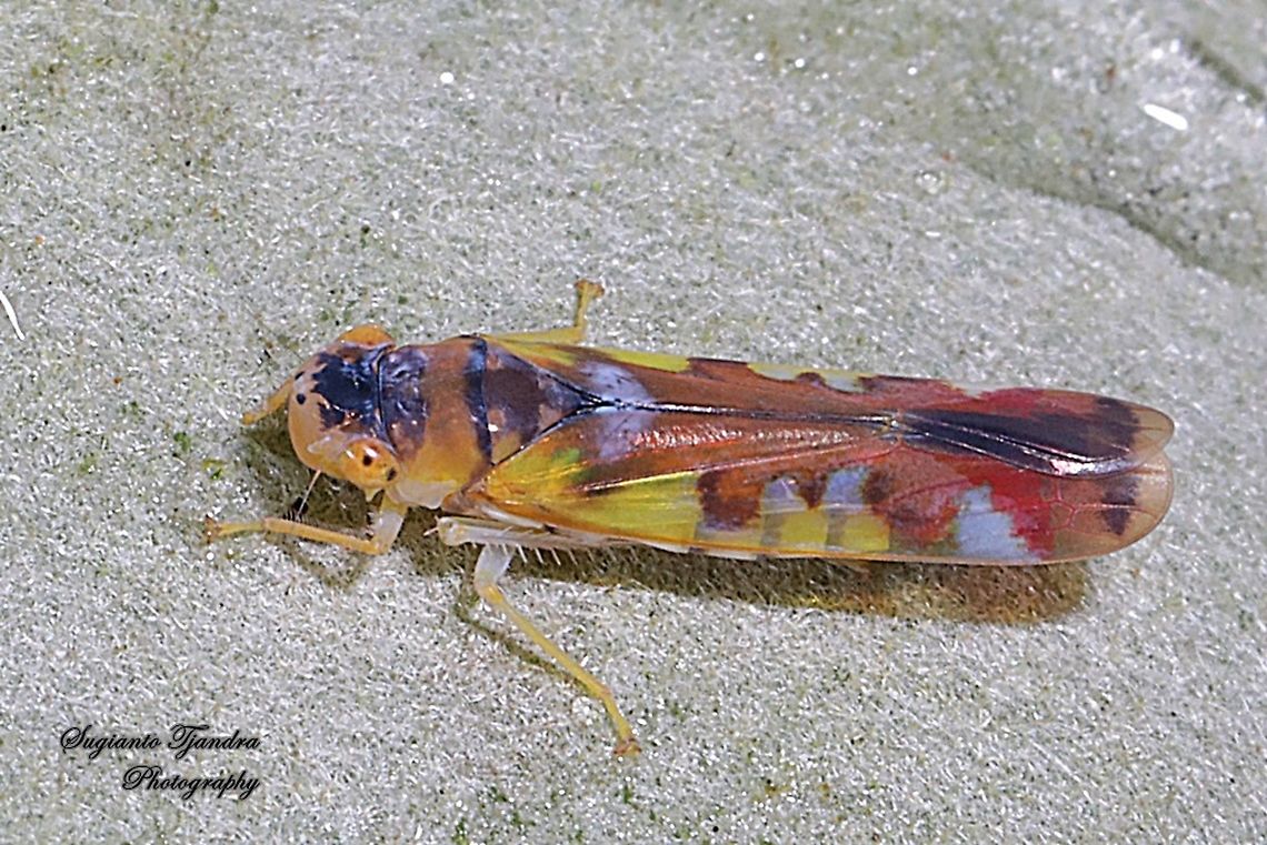 Sharpshooter Leafhopper, Bhandara semiclara  Bhandara semiclara,Geotagged,Indonesia,Summer
