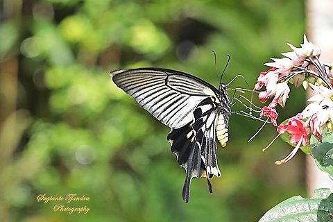Great Mormon Swallowtail Butterfly, Papilio memnon, (Papilionidae) - female "sucking nectar"  Geotagged,Great Mormon,Indonesia,Papilio memnon,Summer