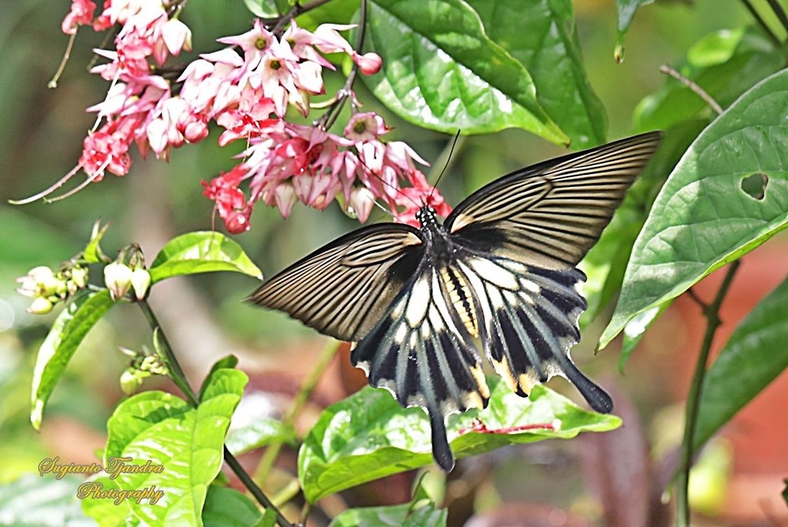 Great Mormon Swallowtail Butterfly, Papilio memnon, (Papilionidae) - female "sucking nectar"  Geotagged,Great Mormon,Indonesia,Papilio memnon,Summer