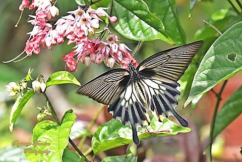 Great Mormon Swallowtail Butterfly, Papilio memnon, (Papilionidae) - female "sucking nectar"  Geotagged,Great Mormon,Indonesia,Papilio memnon,Summer