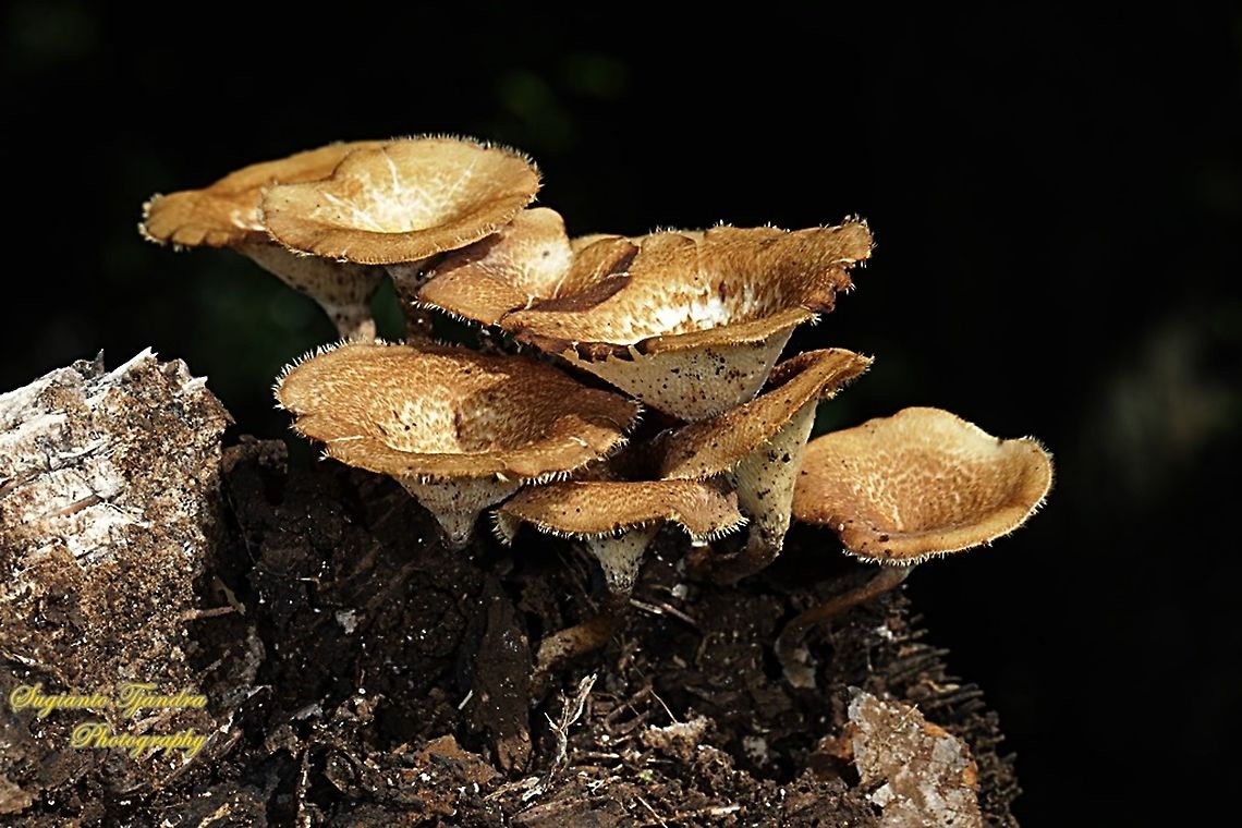 Mushrooms  Geotagged,Indonesia,Summer