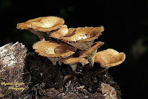 Mushrooms  Geotagged,Indonesia,Summer