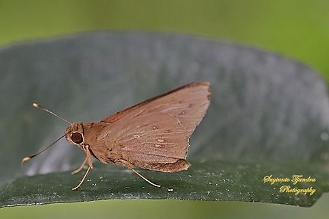 The Red-Eyed Coconut Skipper Butterfly, Hidari irava  Geotagged,Hidari irava,Indonesia,Summer