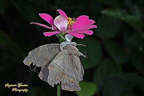 White Crab Spider, Thomisidae sp having big meal of an Autumn leaf butterfly, Doleschallia bisaltide  Autumn leaf,Doleschallia bisaltide,Geotagged,Indonesia,Summer