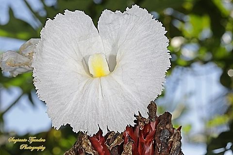 Crepe Ginger flower, Costaceae  Cheilocostus  speciosus,Crêpe Ginger,Geotagged,Indonesia,Summer